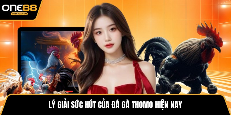 Đá Gà Thomo - Đấu Trường Kịch Tính Giữa Biên Cương - inova.games